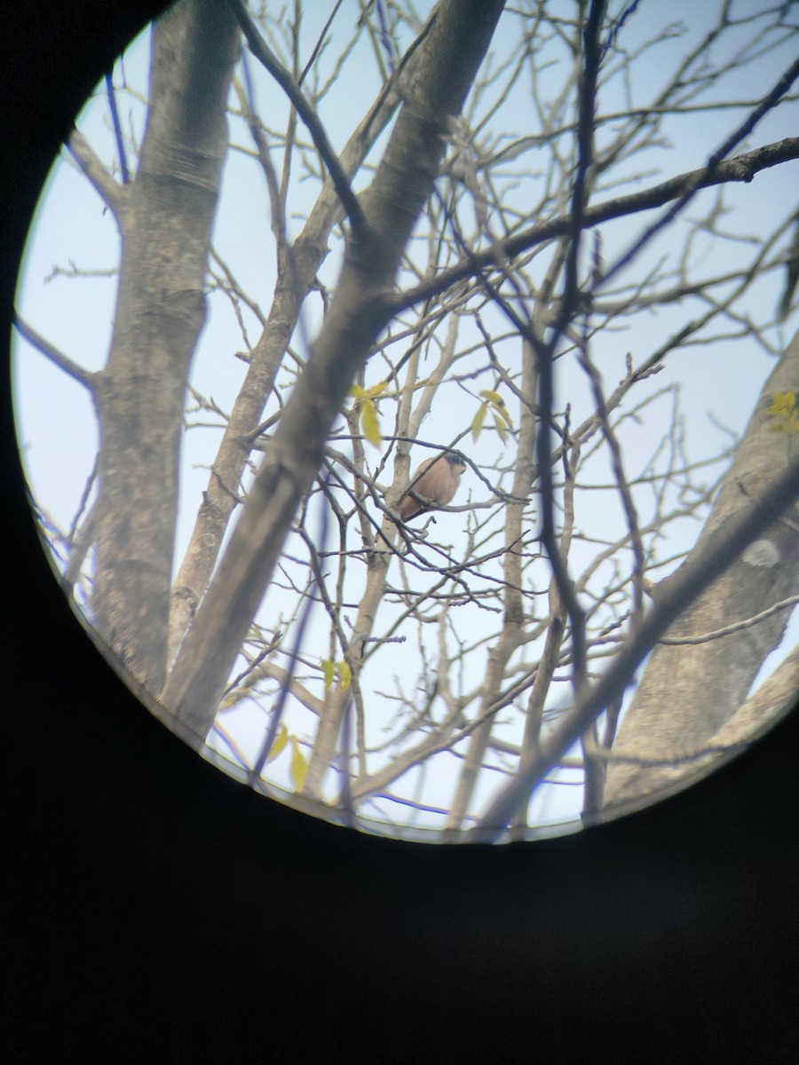 Black-headed Jay - ML645207333