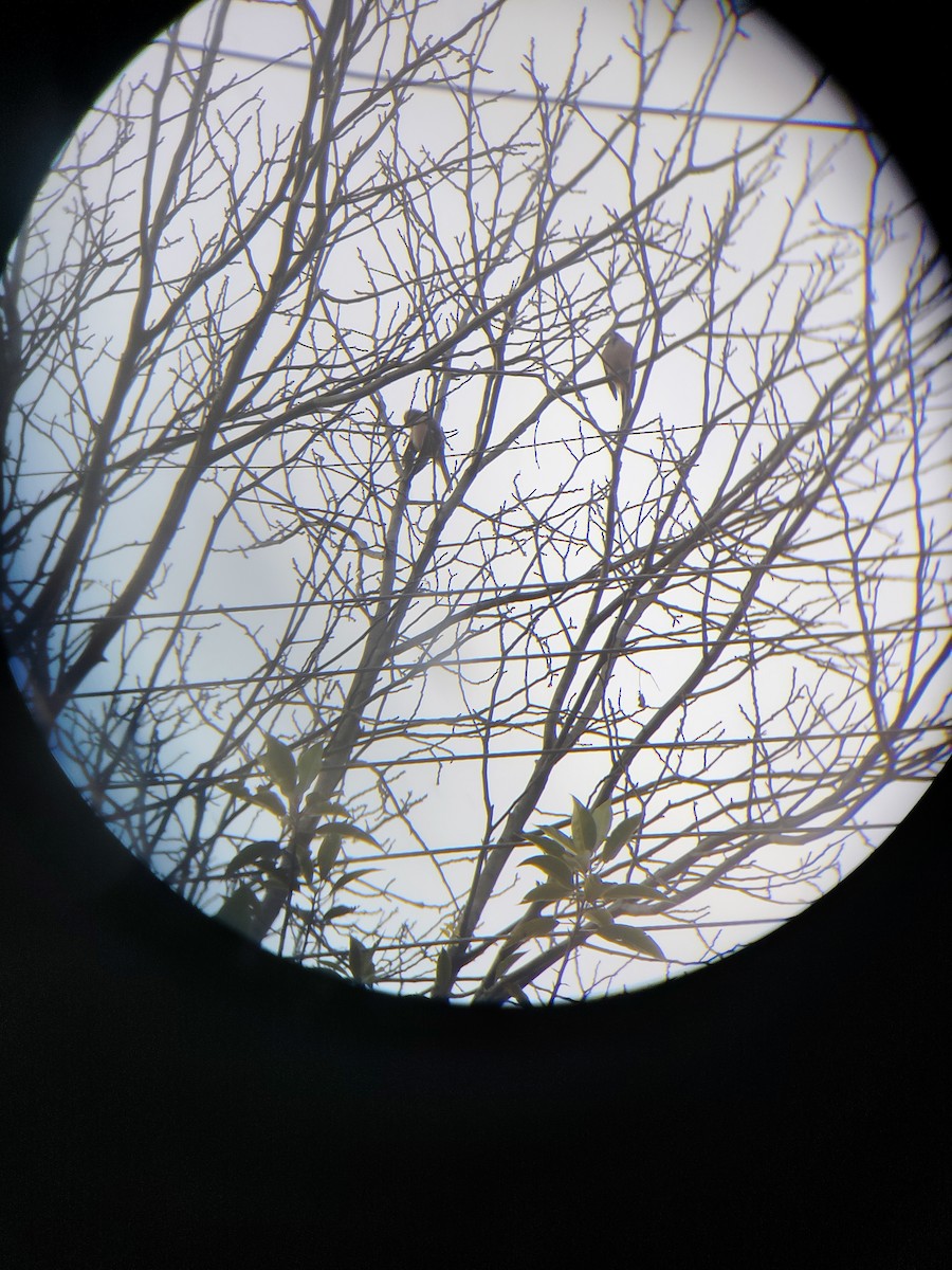 Black-headed Jay - ML645207334