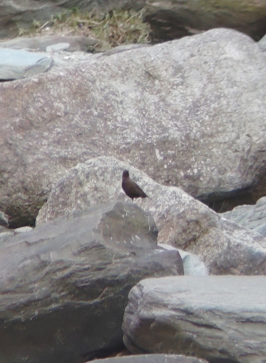Brown Dipper - ML645207360