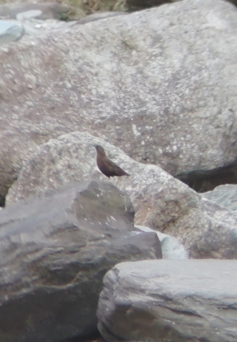 Brown Dipper - ML645207361