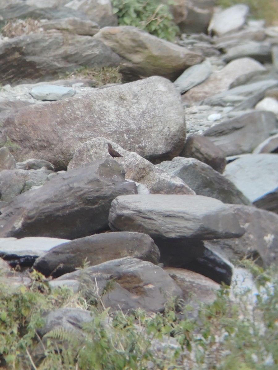 Brown Dipper - ML645207362
