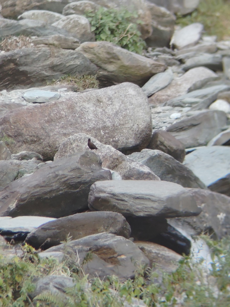 Brown Dipper - ML645207363