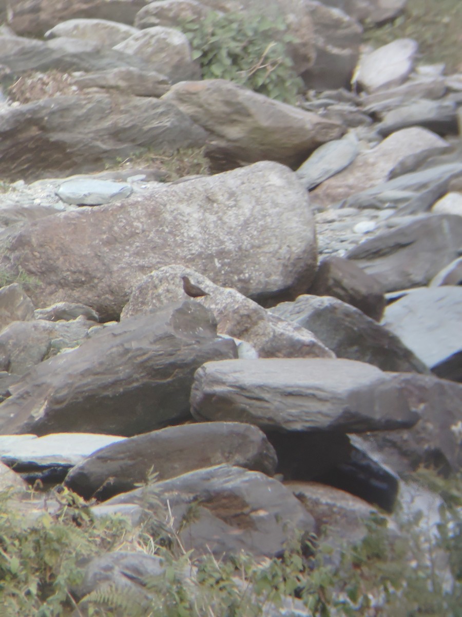 Brown Dipper - ML645207364