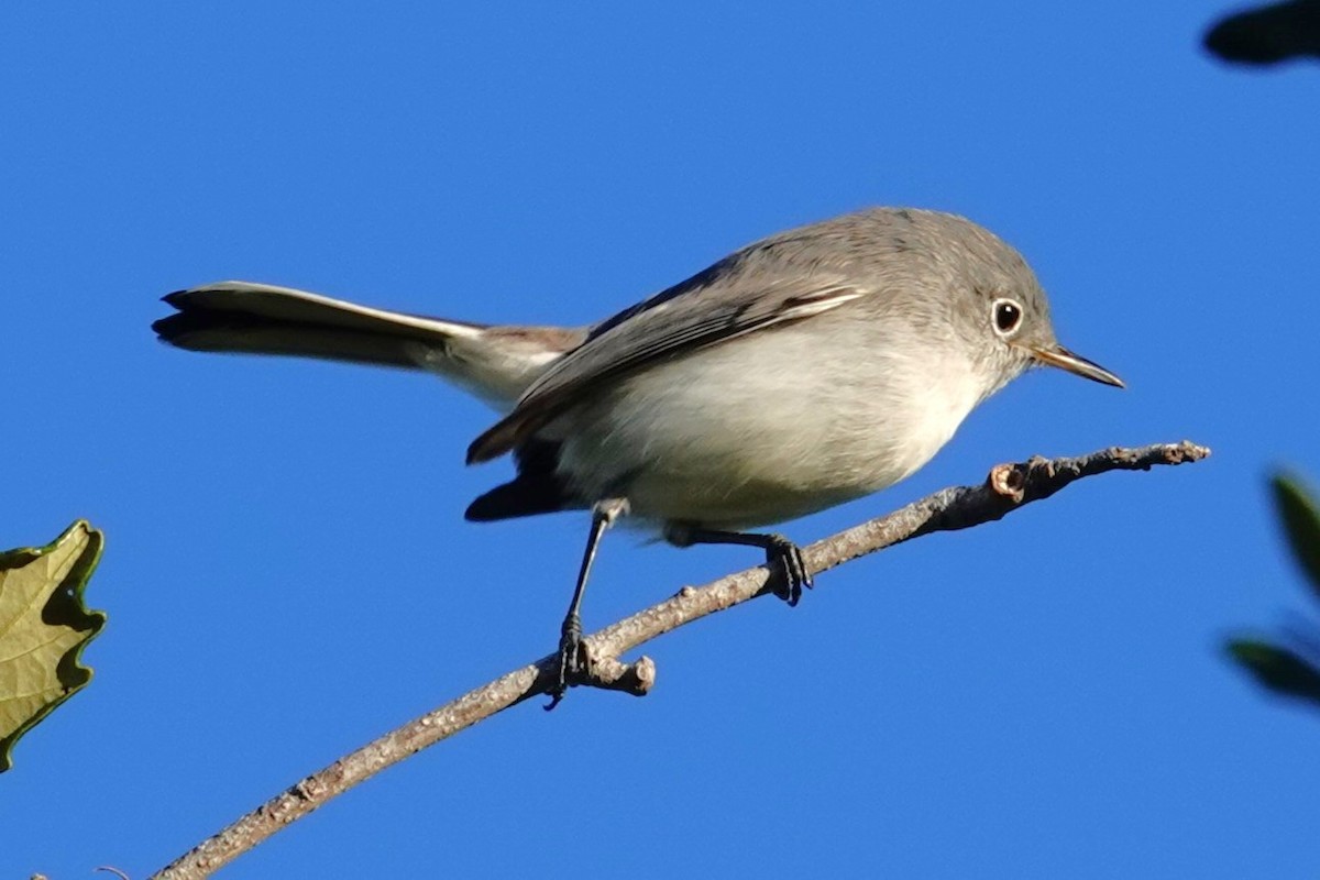Blue-gray Gnatcatcher - ML645207372