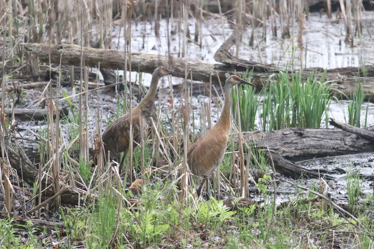 沙丘鶴 - ML645207374