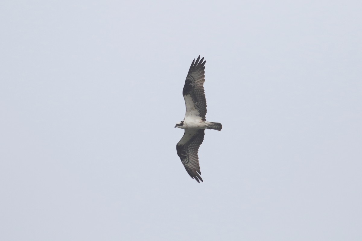 魚鷹 - ML645207376