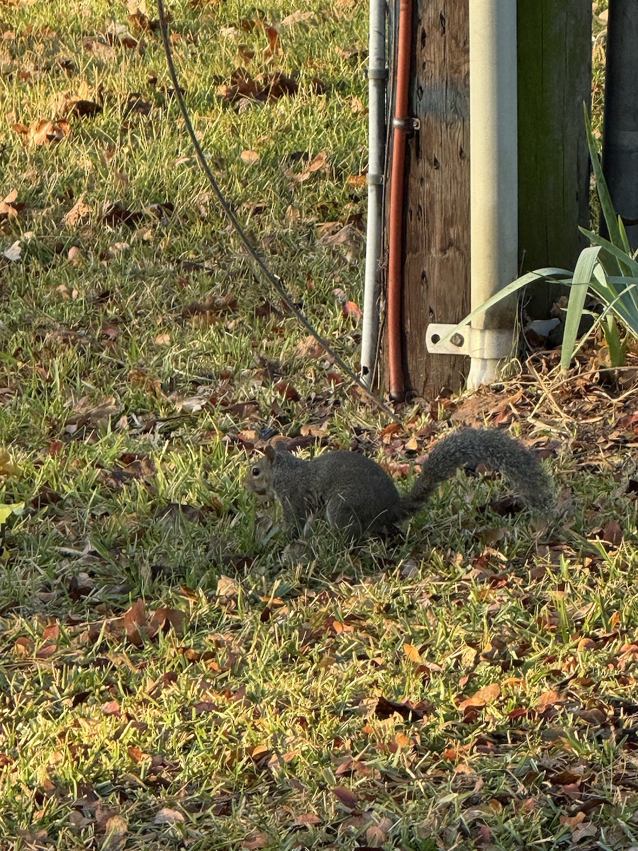 Eastern Gray Squirrel - ML645207388