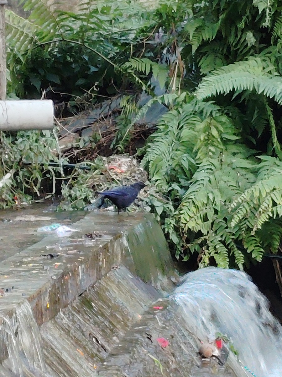 Blue Whistling-Thrush - ML645207389