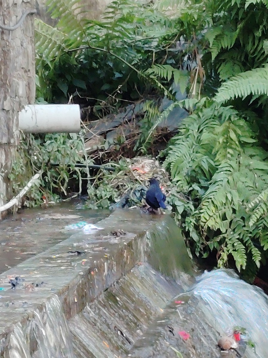 Blue Whistling-Thrush - ML645207390