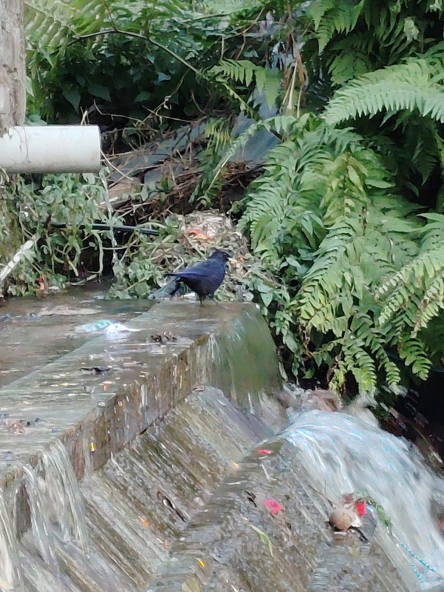 Blue Whistling-Thrush - ML645207391