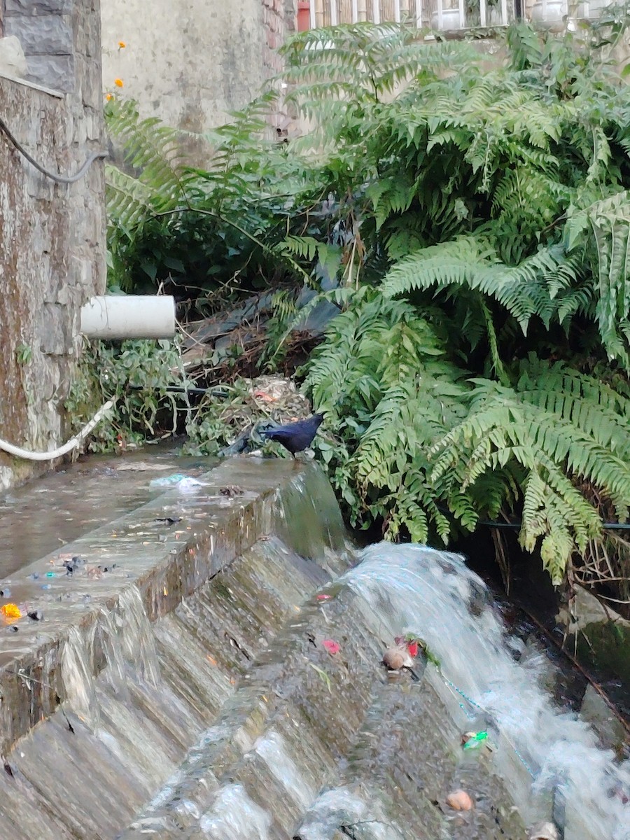 Blue Whistling-Thrush - ML645207392