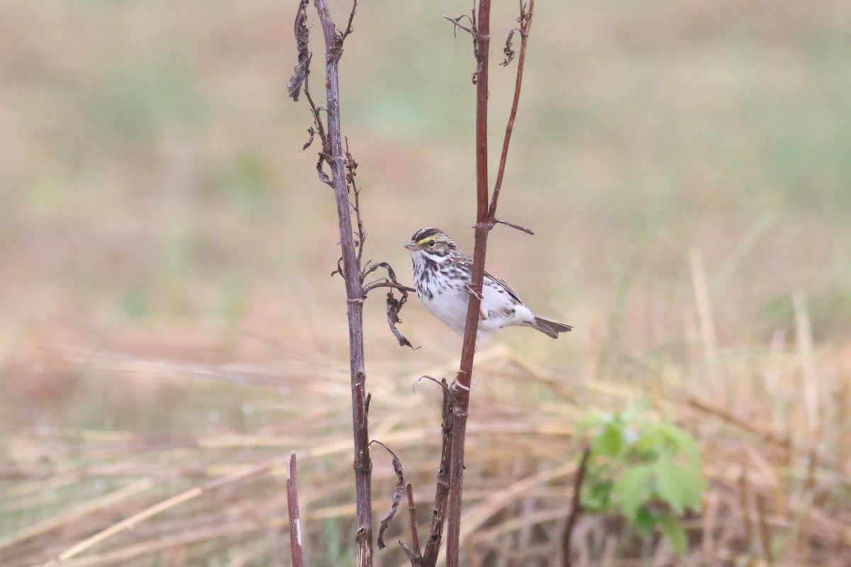 稀樹草鵐 - ML645207395