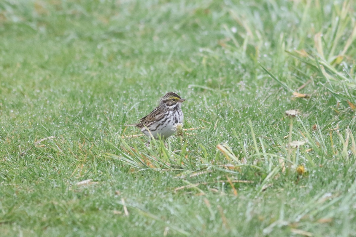 稀樹草鵐 - ML645207397