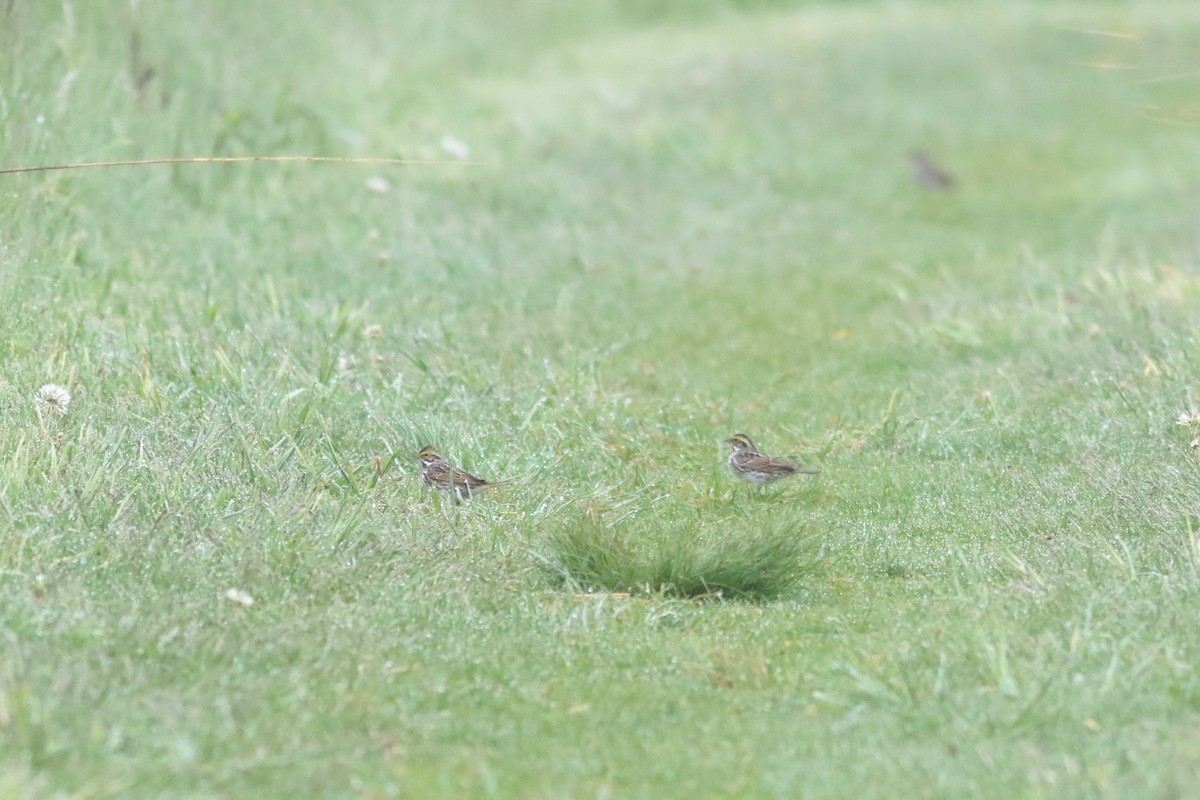 稀樹草鵐 - ML645207400