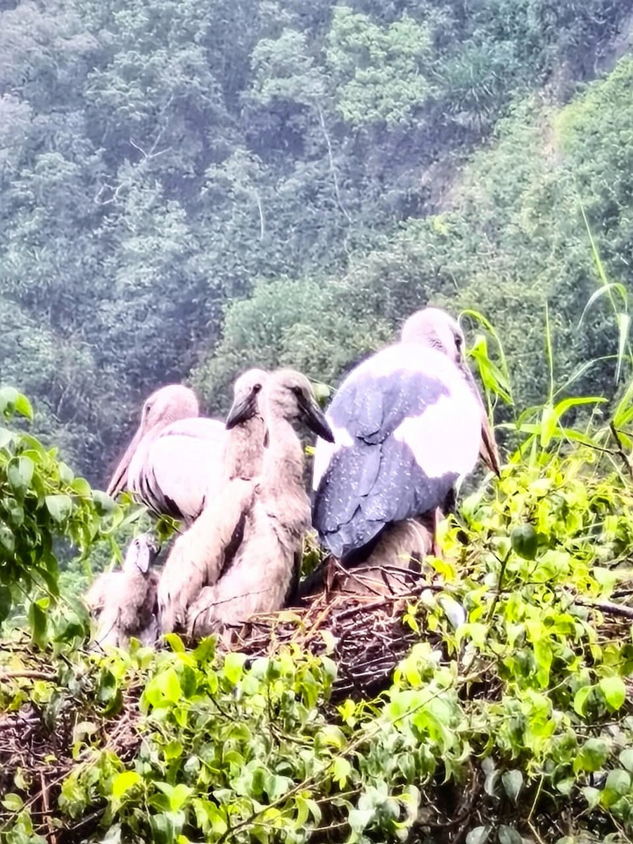 Asian Openbill - ML645207401