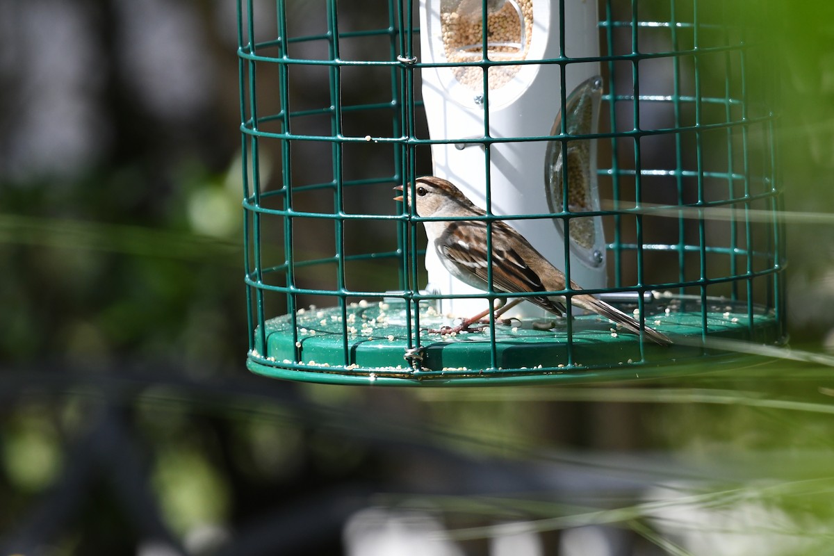 strnadec bělopásý - ML645207408