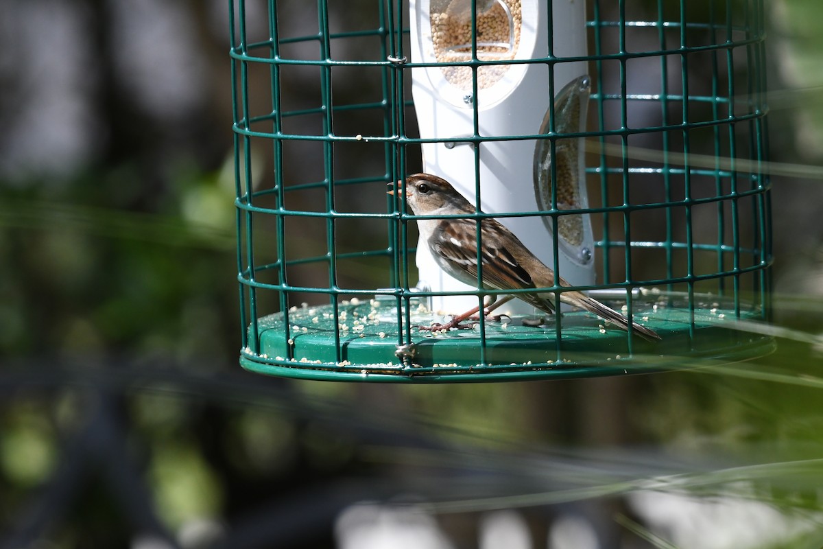 strnadec bělopásý - ML645207413