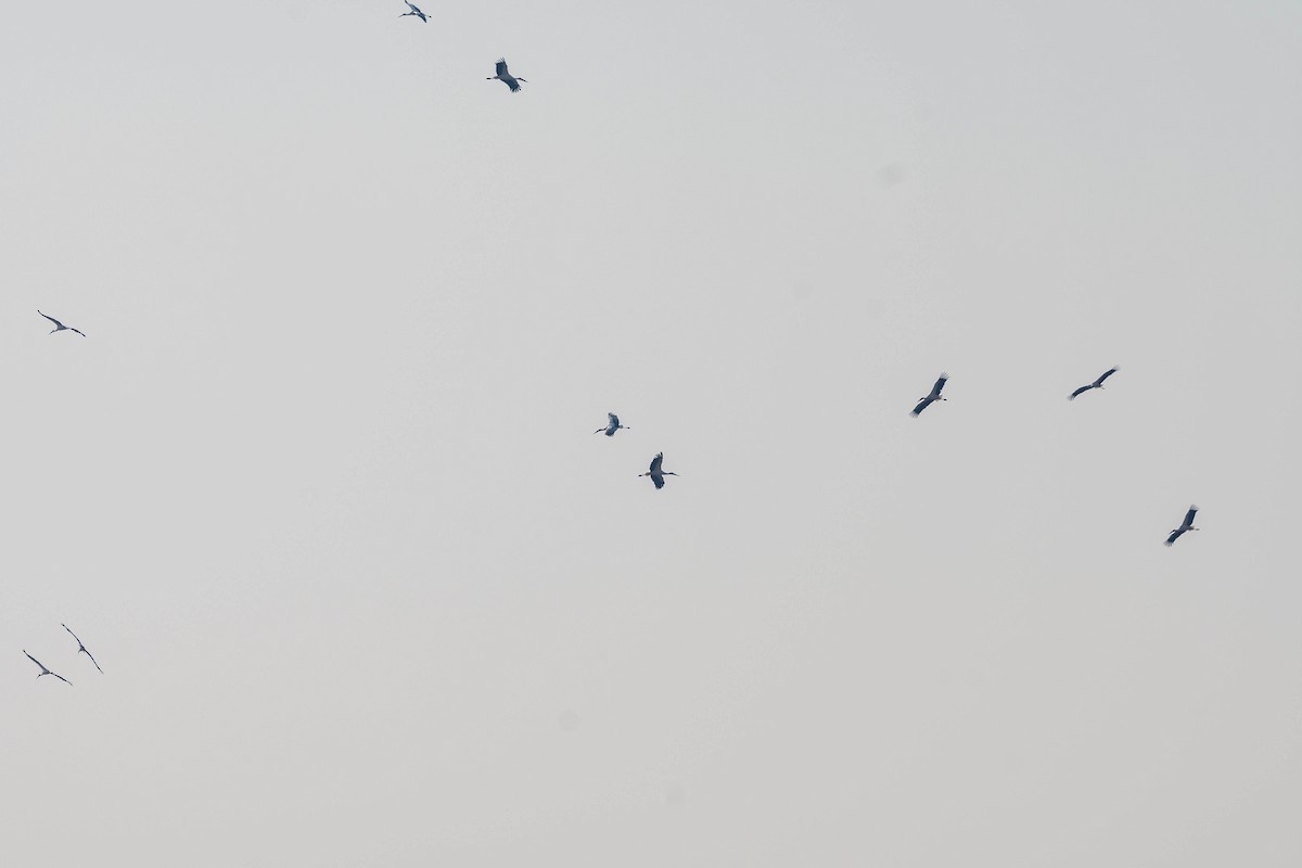 čáp východní - ML645207422