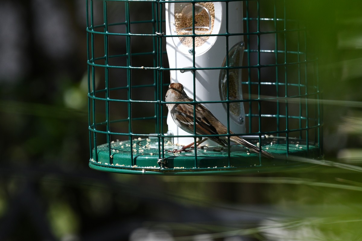 strnadec bělopásý - ML645207423