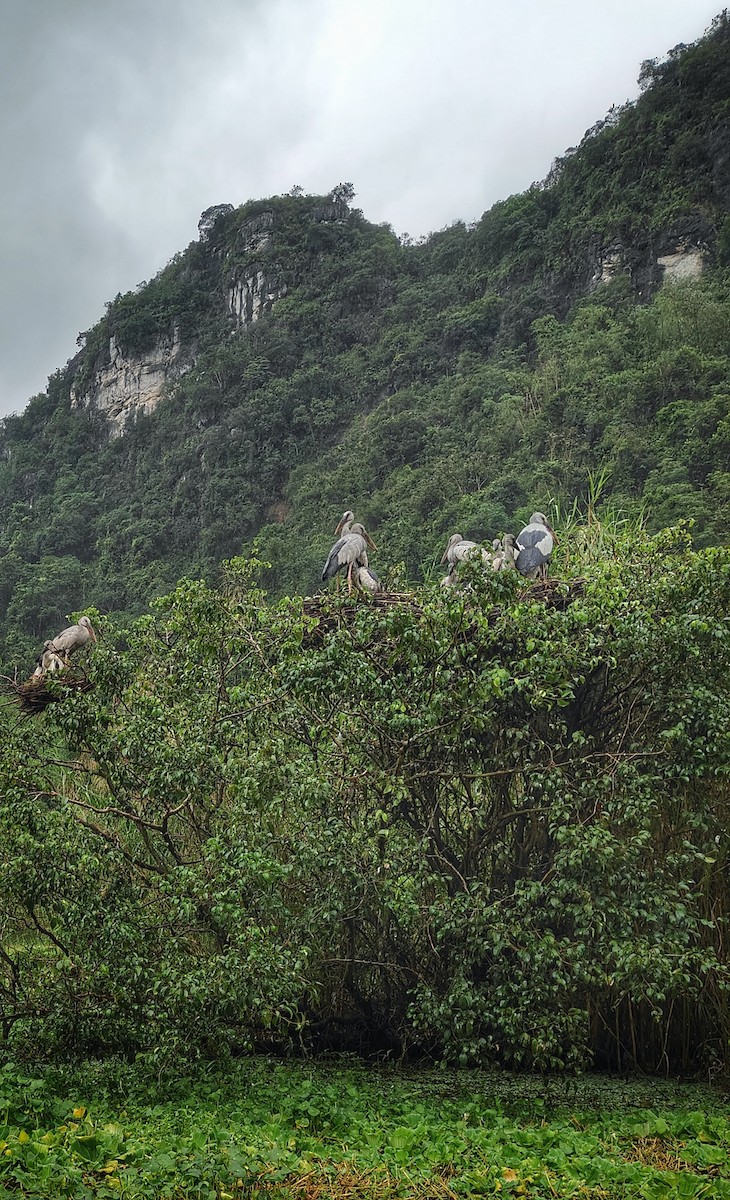 Asian Openbill - ML645207432