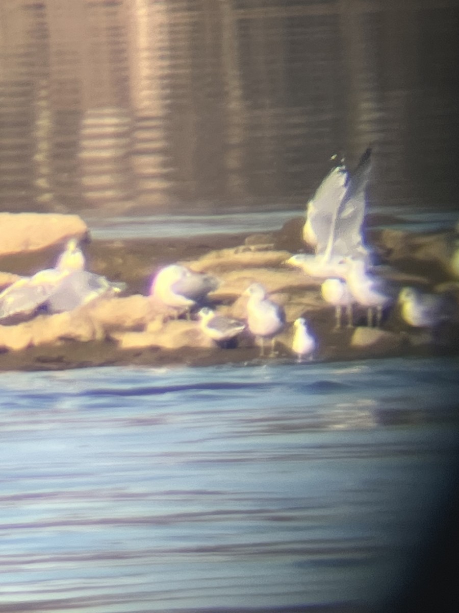 Franklin's Gull - ML645207434