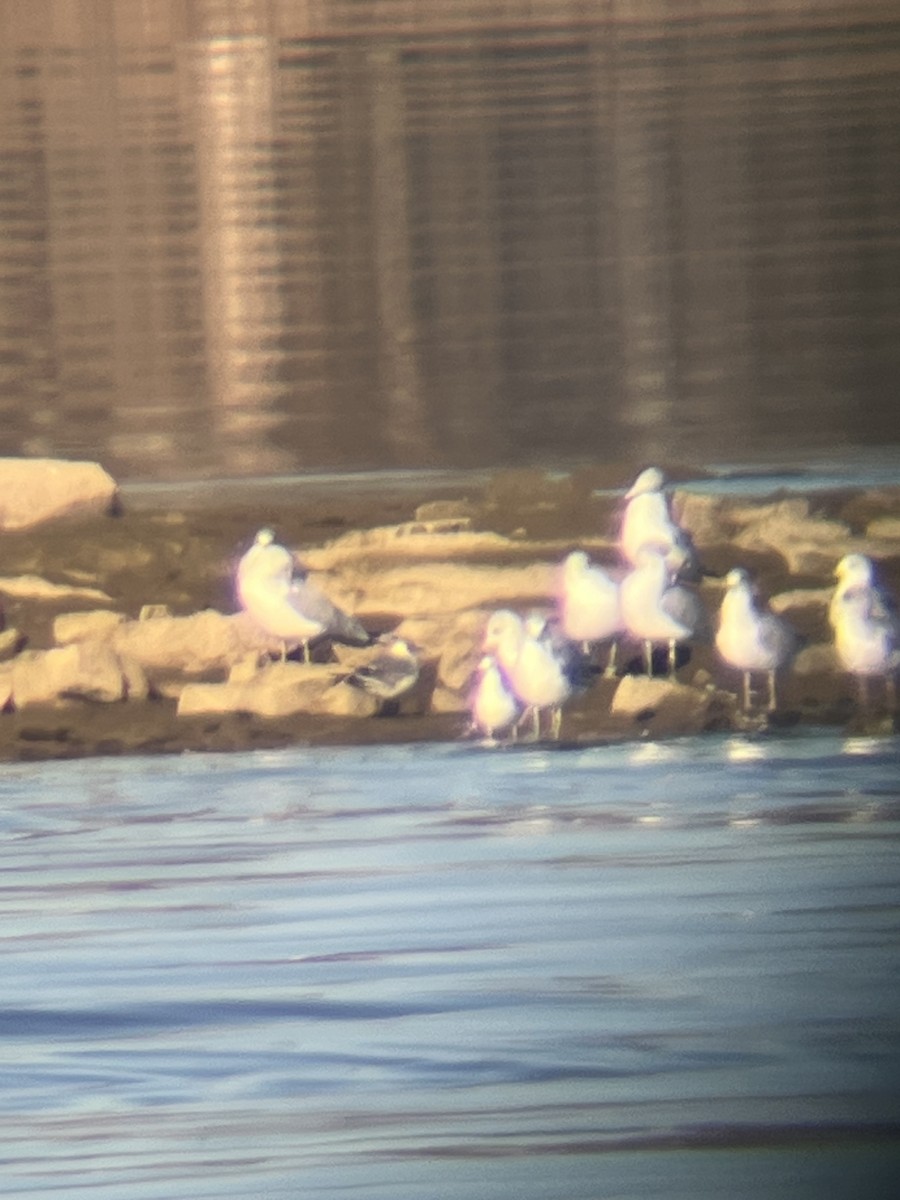 Franklin's Gull - ML645207435