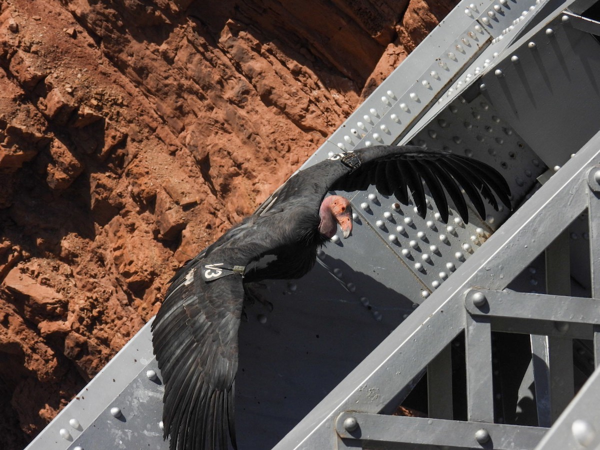 California Condor - ML645207439