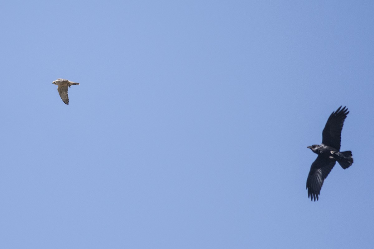 Lanner Falcon - ML645207456