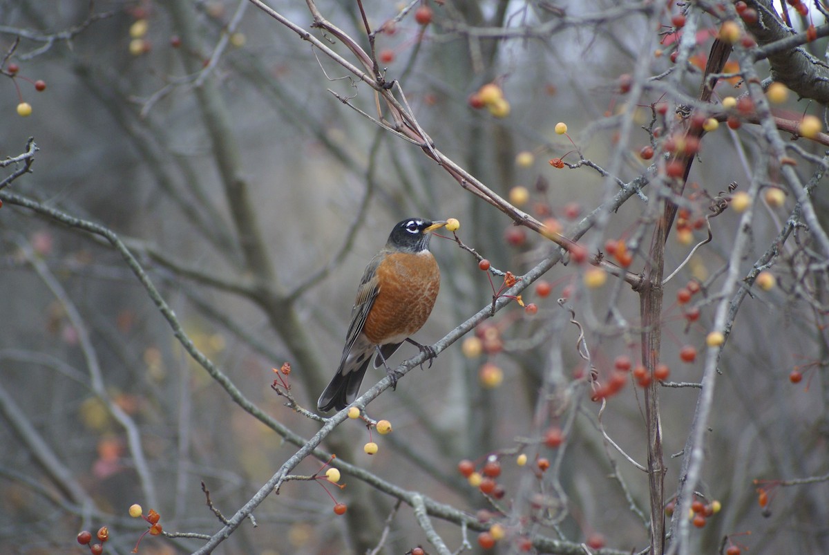 Странствующий дрозд - ML645207473