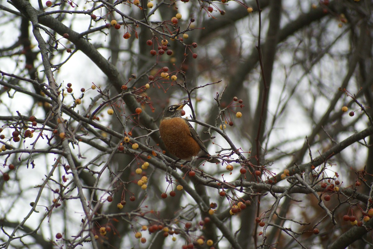 Странствующий дрозд - ML645207474