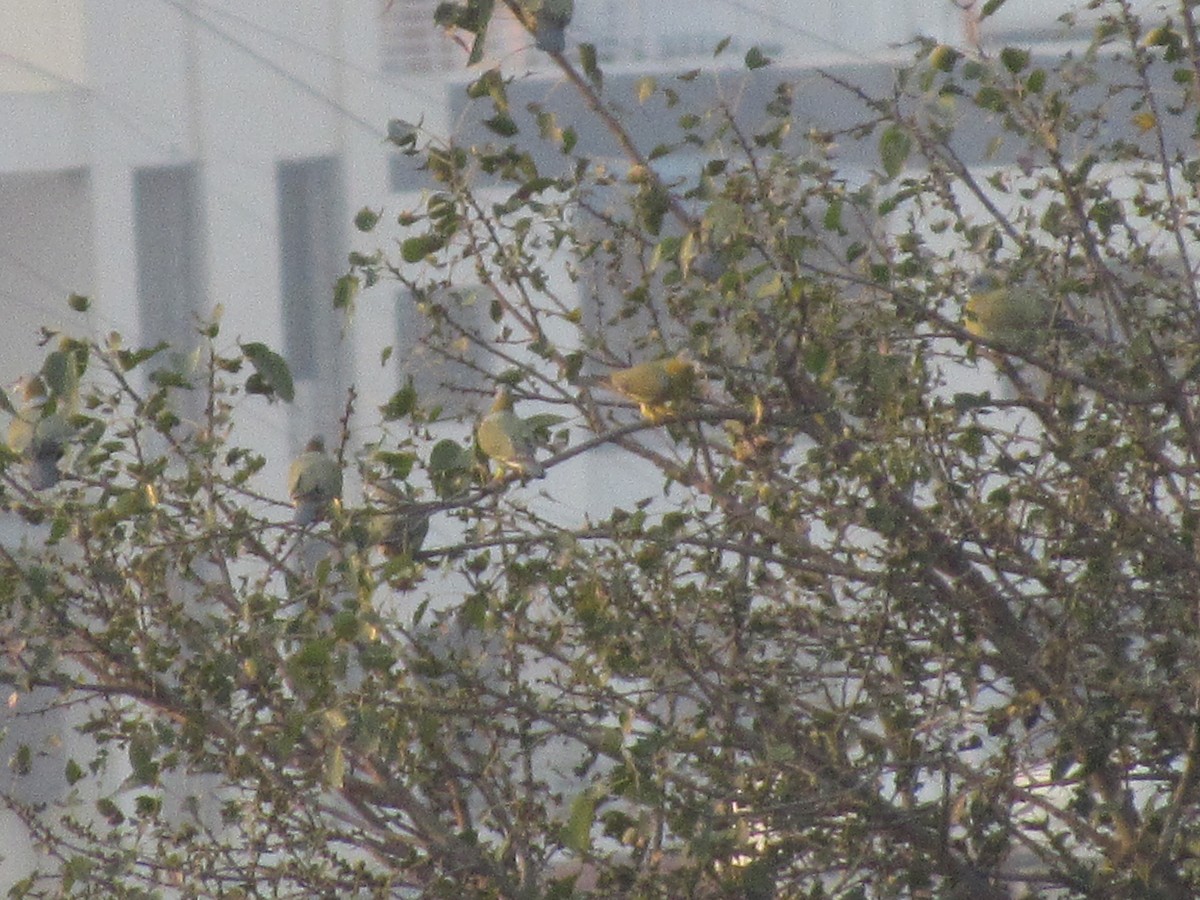 holub fialovoramenný - ML645207479