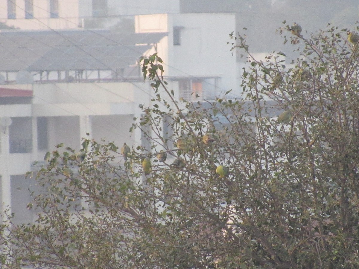 holub fialovoramenný - ML645207481