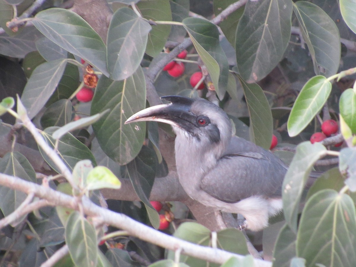 zoborožec klínoocasý - ML645207503