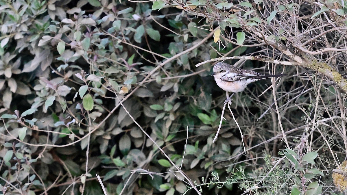 Masked Shrike - ML645207528