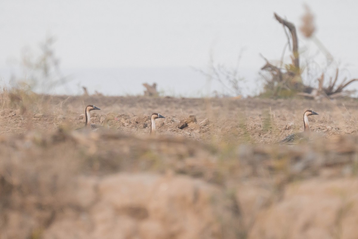 Ánsar Cisnal - ML645207555