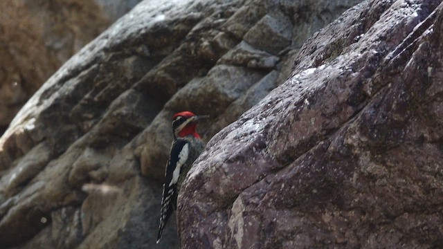 Дятел-смоктун білочеревий - ML645207607