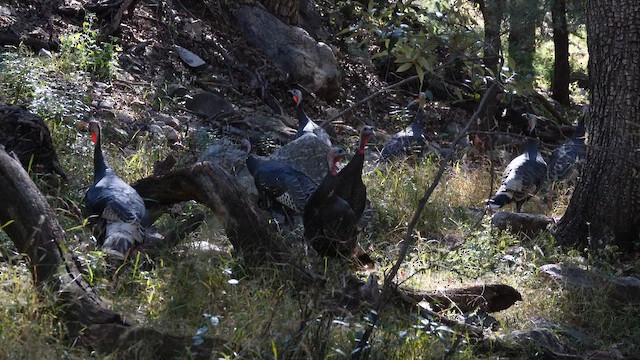 Індик великий - ML645207613