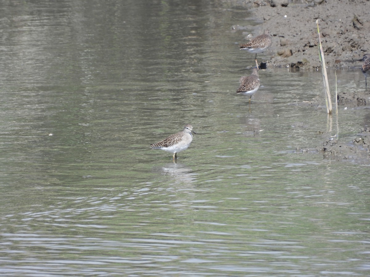 vodouš bahenní - ML645207646