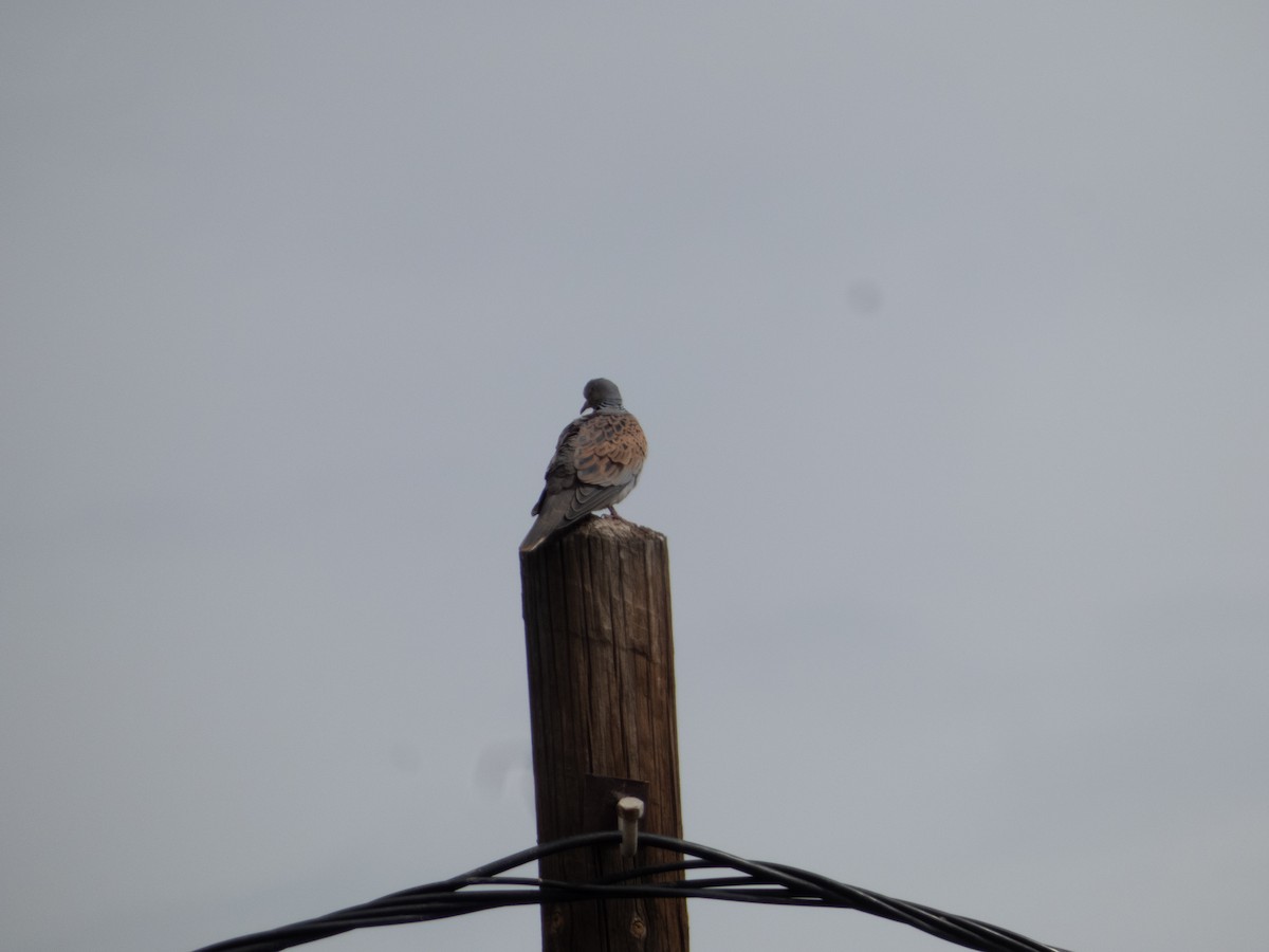 European Turtle-Dove - ML645207676