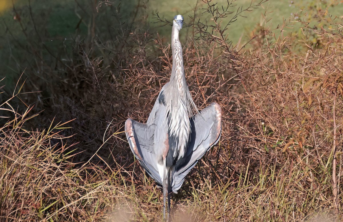 Great Blue Heron - ML645207682