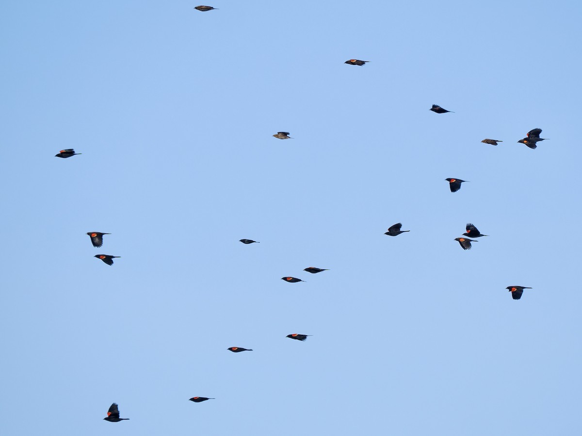 Red-winged Blackbird - ML645207683