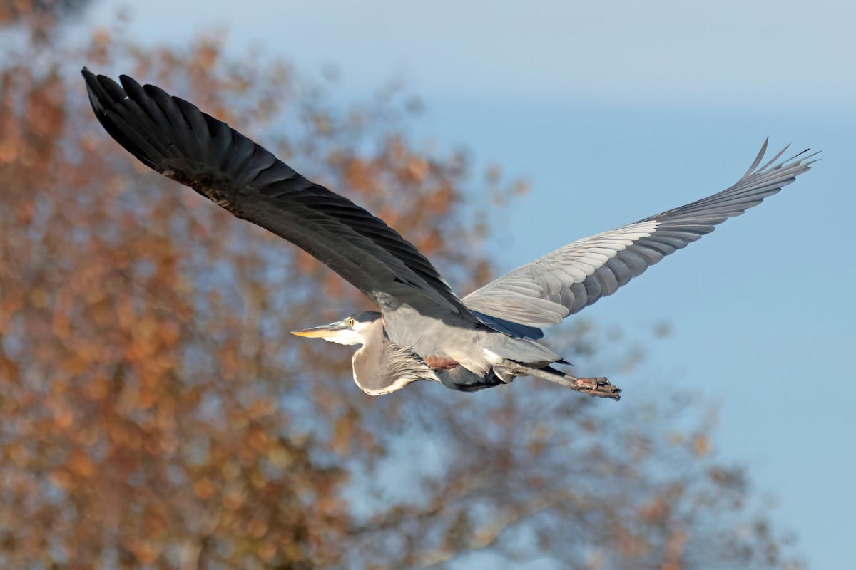 Great Blue Heron - ML645207684