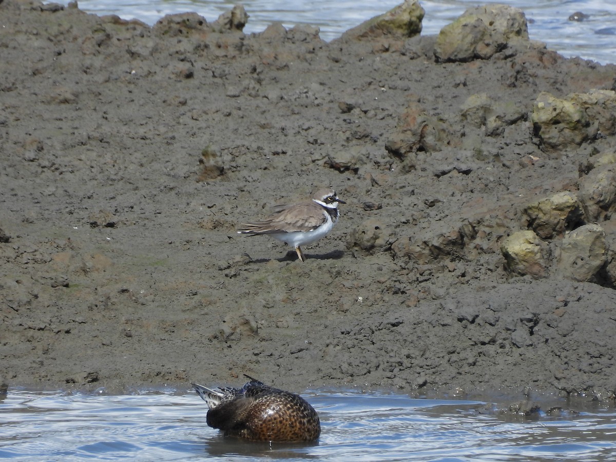 Little Ringed Plover - ML645207686