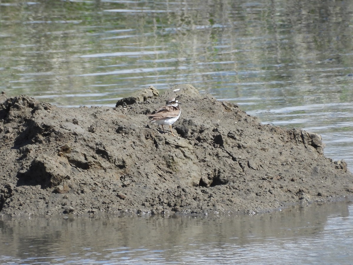 Little Ringed Plover - ML645207687