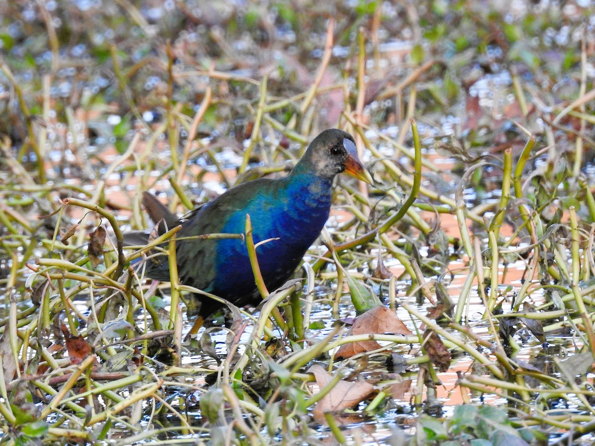 Purple Gallinule - ML645207688