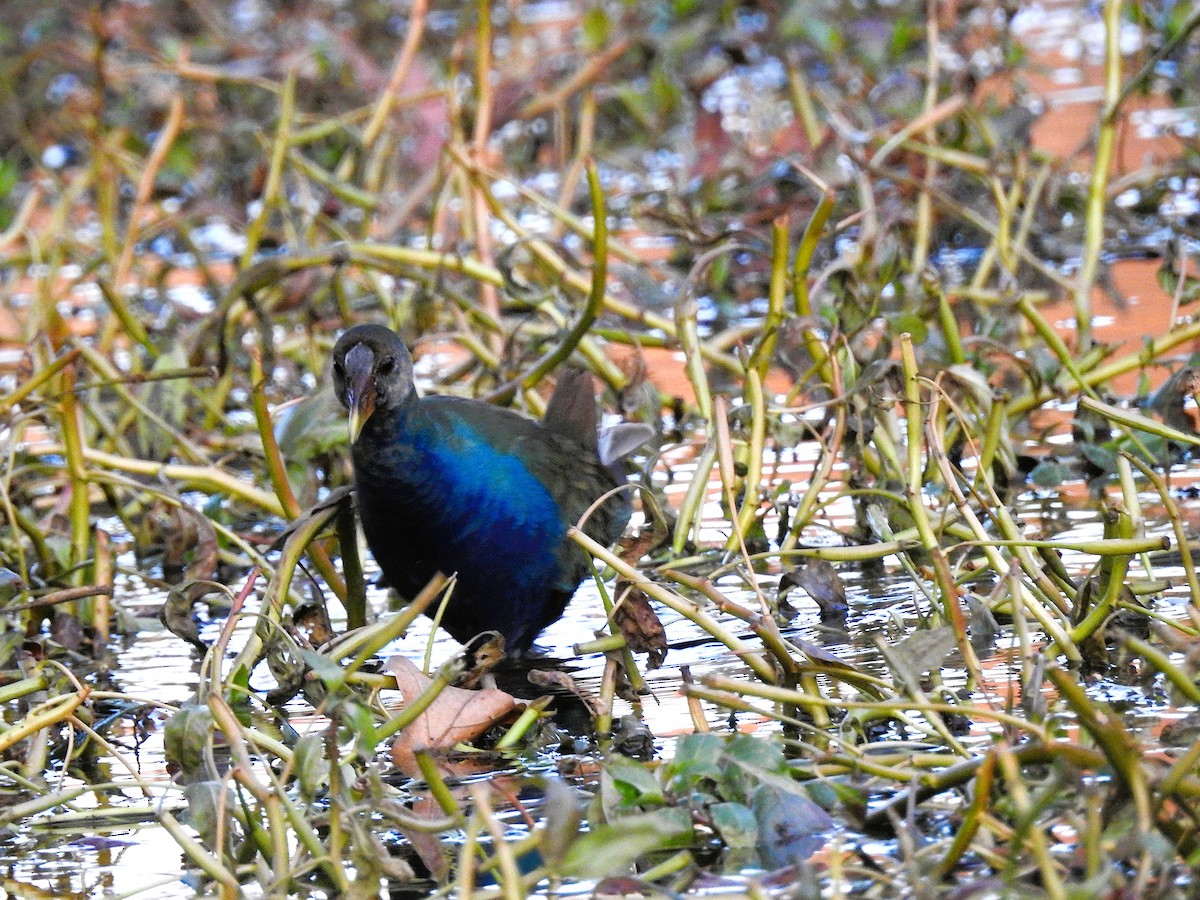 Purple Gallinule - ML645207690