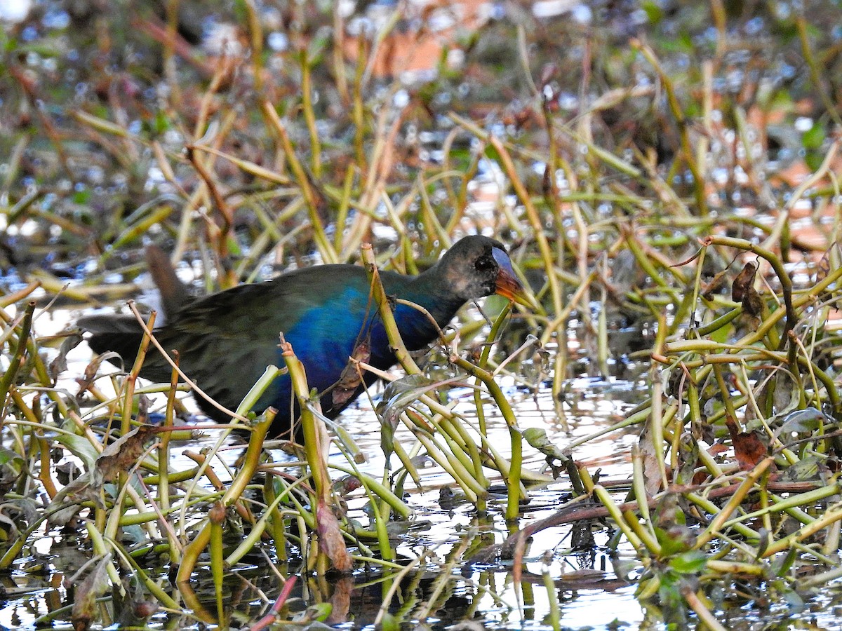 Purple Gallinule - ML645207691