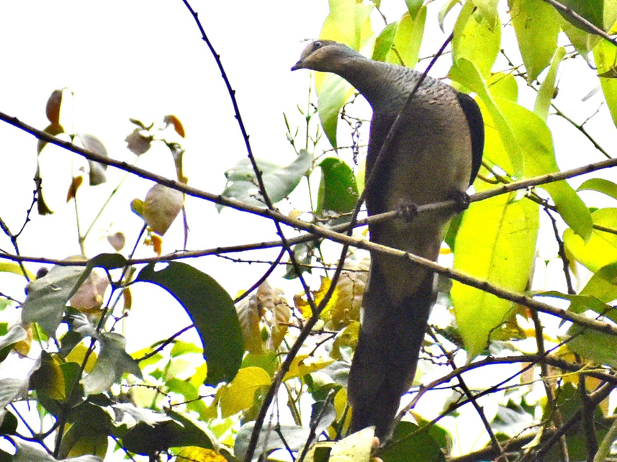 Barred Cuckoo-Dove - ML645207692