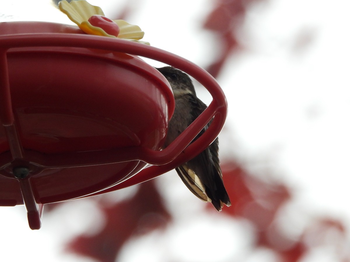 Ruby-throated Hummingbird - ML645207695