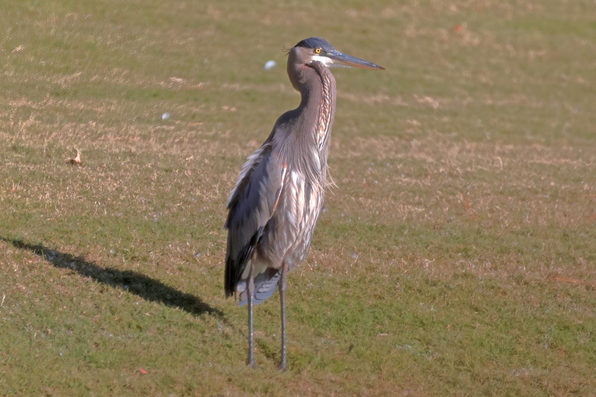 Great Blue Heron - ML645207697